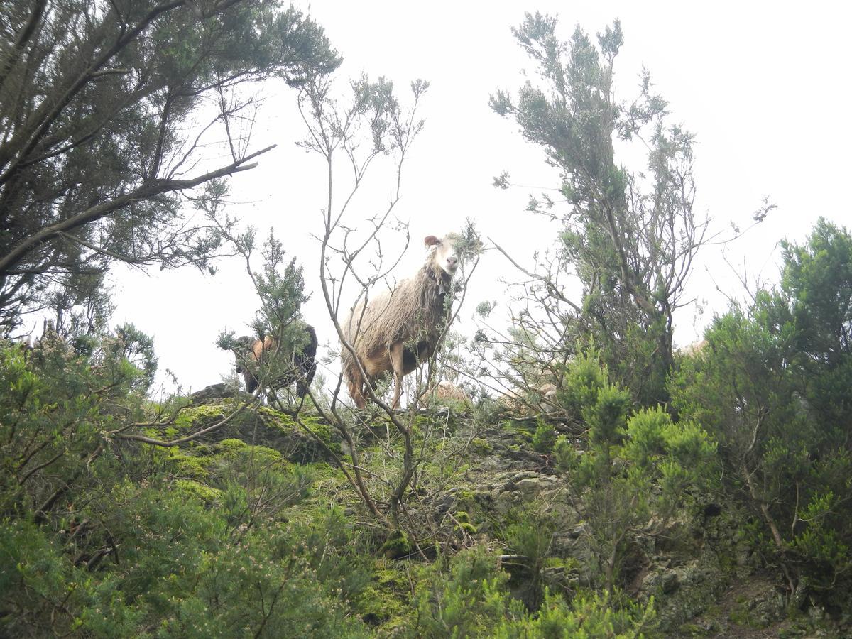 Montes De Anaga *
